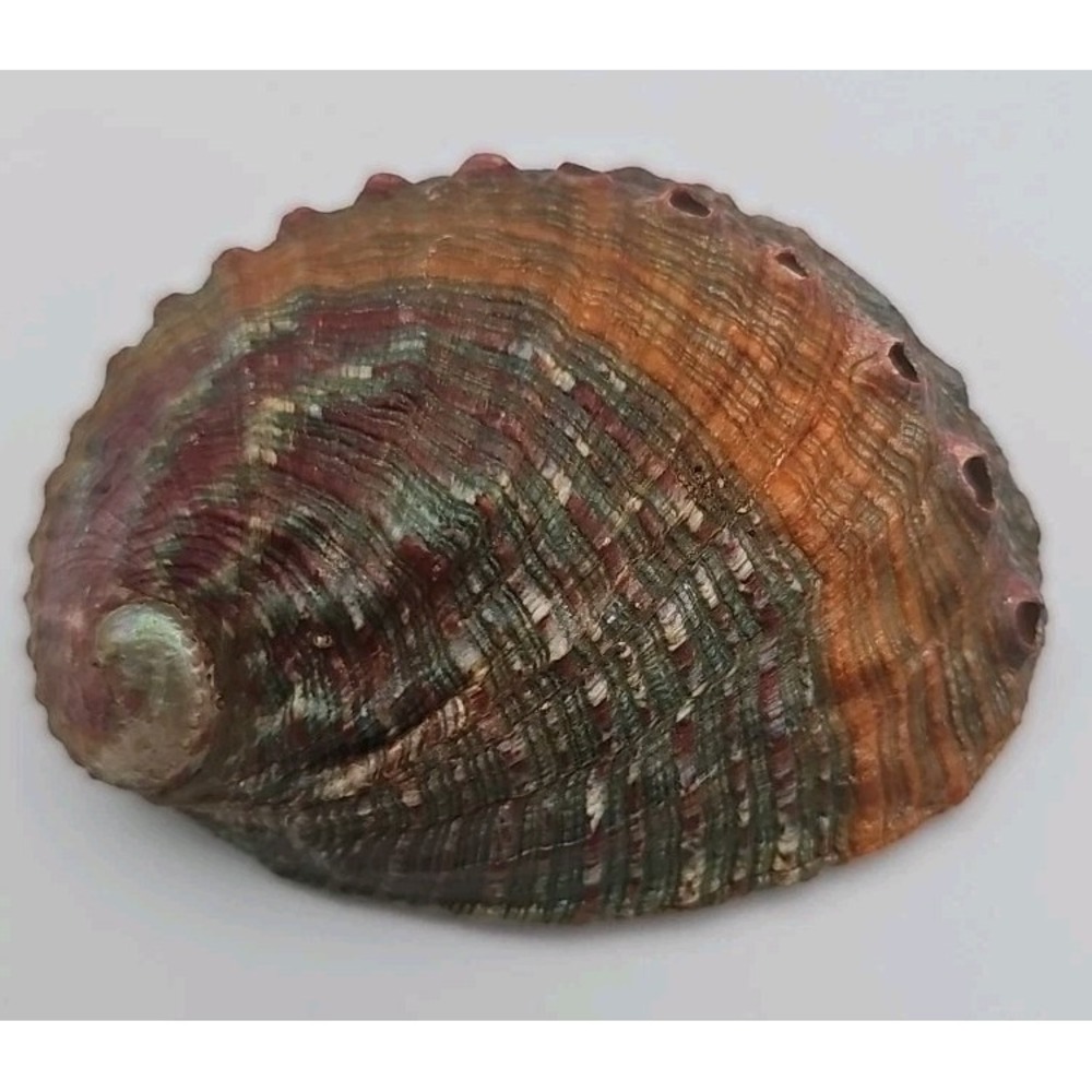 Vintage Large Abalone Sea Shell Rainbow Mother of Pearl 3" Long 2.5" Wide Beauty